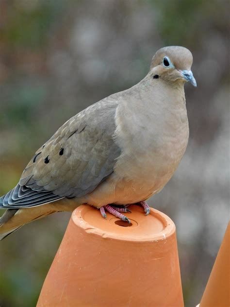 Do mourning doves migrate. Things To Know About Do mourning doves migrate. 